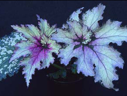 B. ‘Martin Johnson’